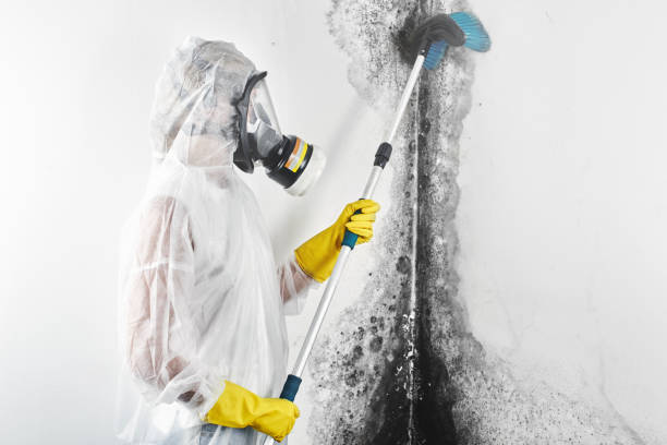 Best Black Mold Removal  in Mentone, IN